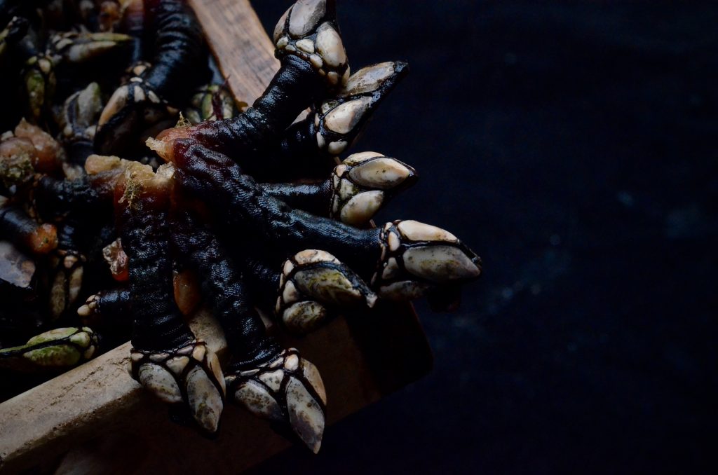 percebes