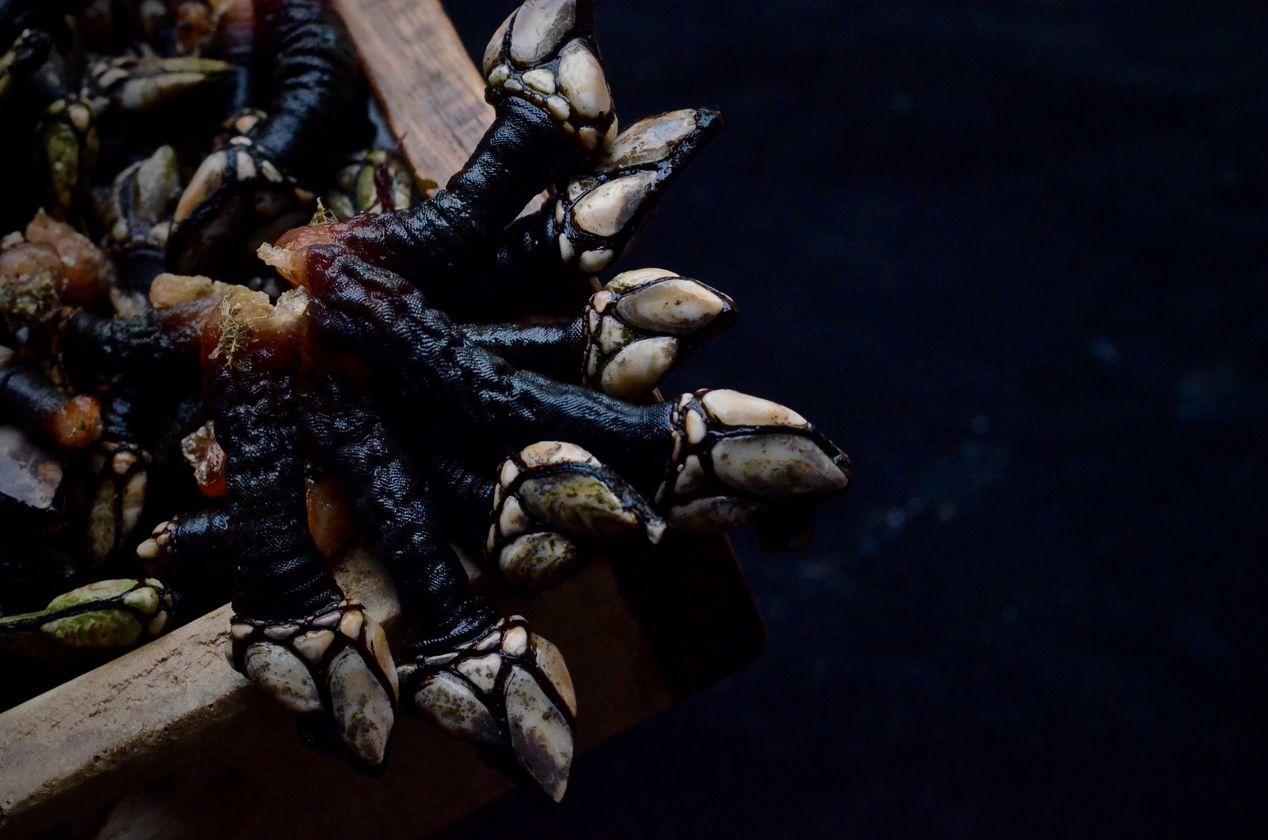 percebes